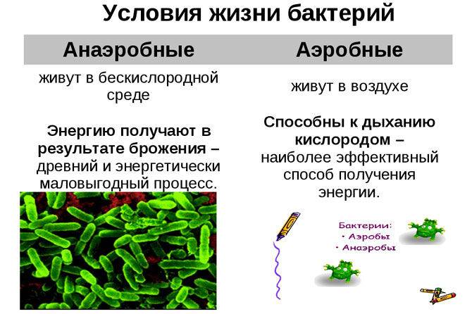 Бактерии для анаэробных септиков: анаэробные, мезофильные