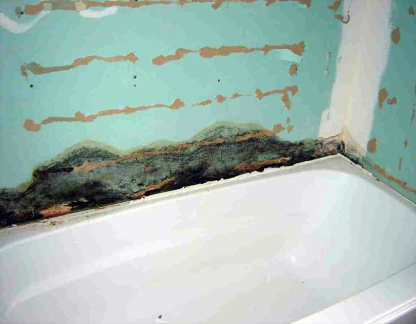 Как убрать в ванной плесень и грибок, практические советовы по очистке швов