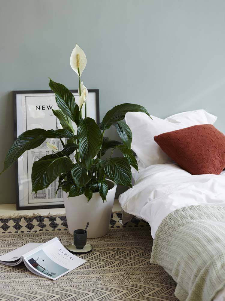 Топ 10 комнатных растений для спальни: какие растения подходят для спальни