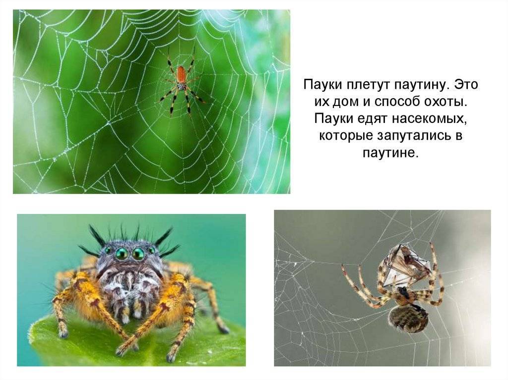 Почему по приметам нельзя убивать пауков в доме, что будет если задавить в квартире