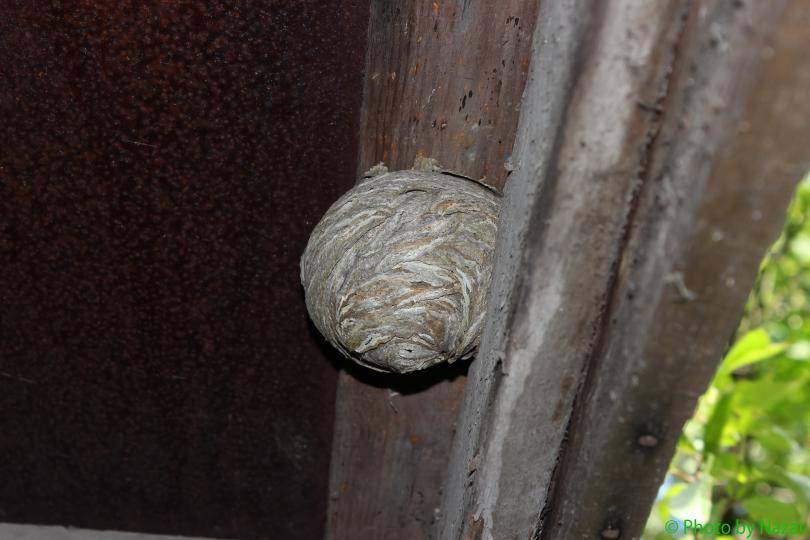 Осиное гнездо на балконе либо в доме: примета, ее значение и толкование сна