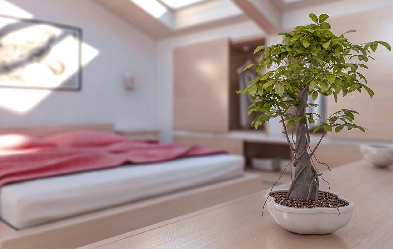 Лучшие растения для спальни  выделяют кислород 24 часа в сутки