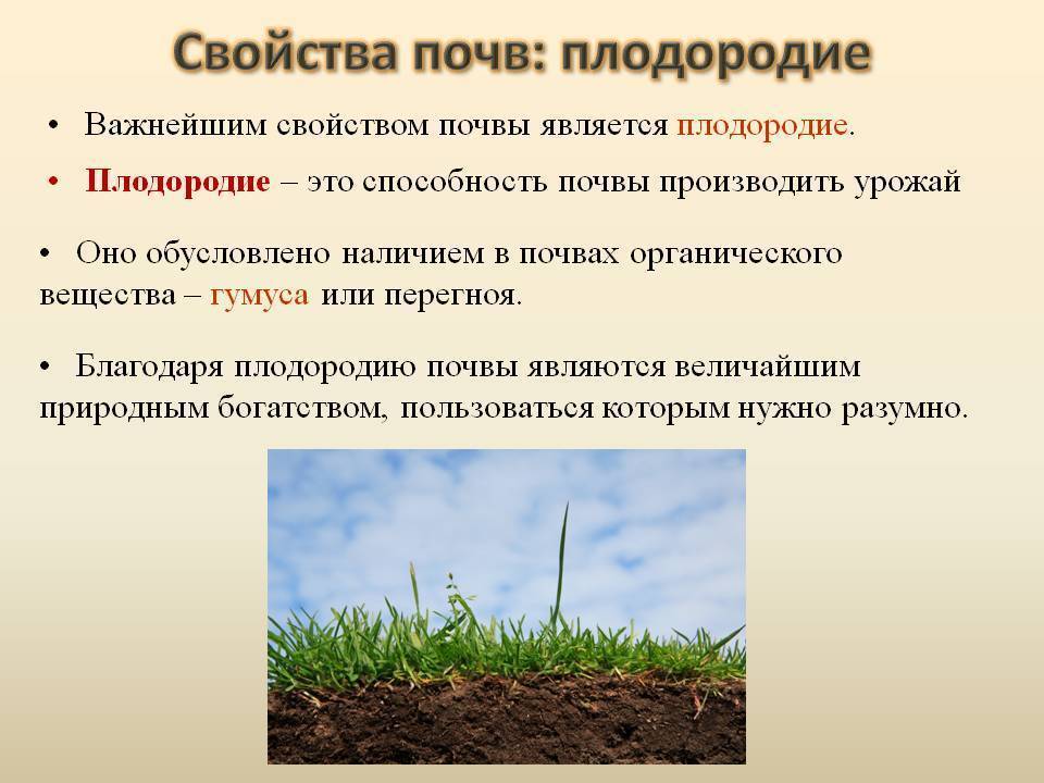 Как можно улучшить почву на садовом участке и огороде, повысить плодородие песчаных, глинистых земель, структуру, состав