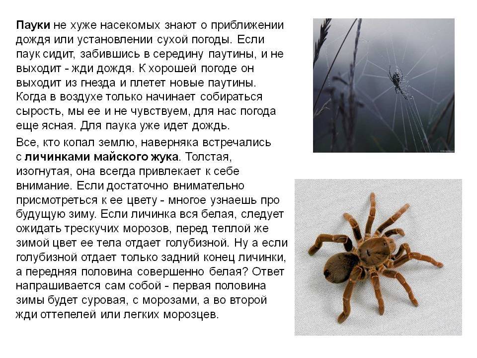 Почему нельзя убивать пауков в доме: что значит примета, что будет