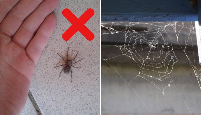 Почему нельзя убивать пауков в доме: значение приметы