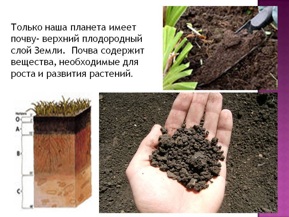 Как улучшить почву на садовом участке: эффективные способы