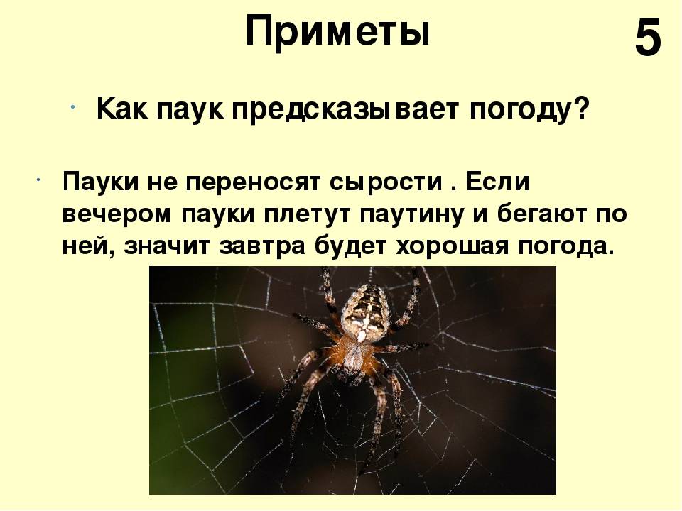 Почему нельзя убивать пауков: приметы и реальные факты
