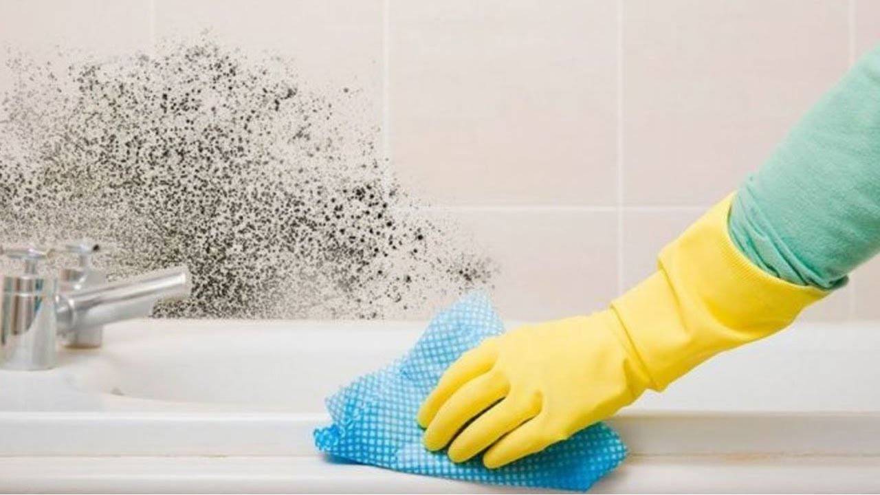 Плесень в ванной - что делать, как убрать и избавиться полностью (средства)