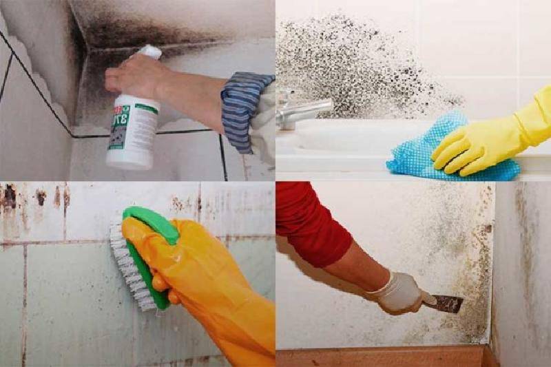 Эффективные способы и методики, как без особых усилий убрать плесень со стен в вашей квартире