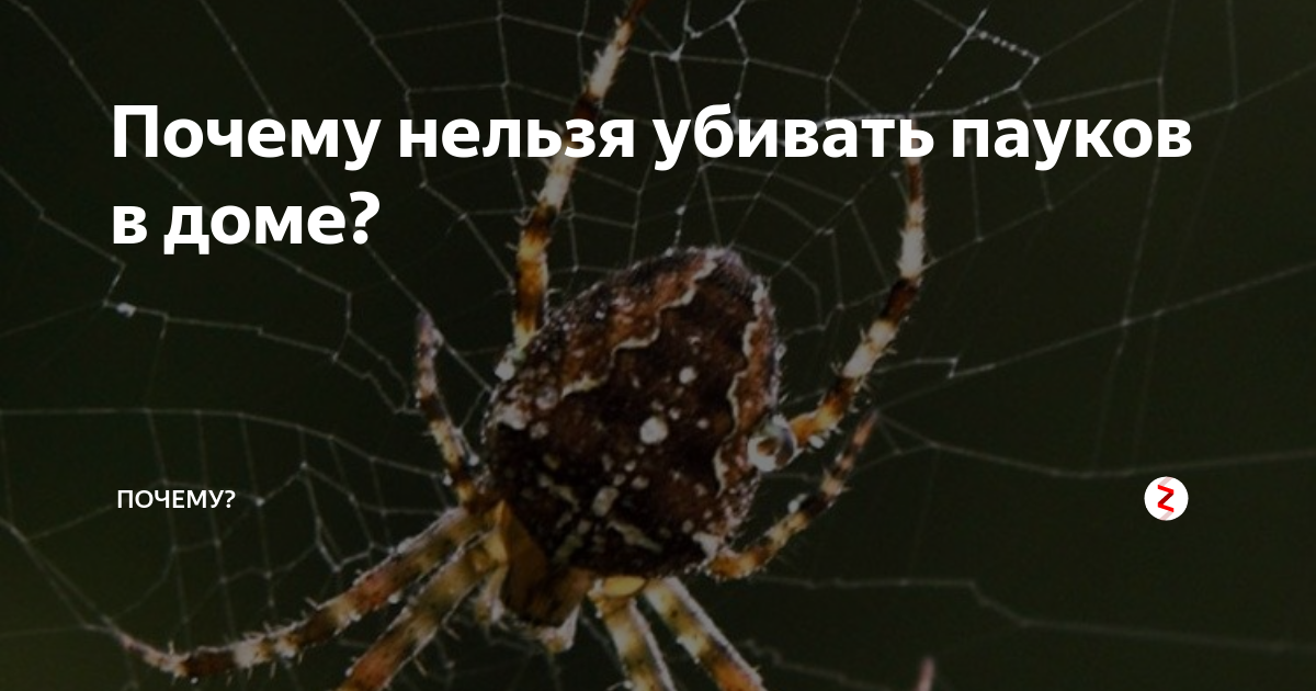 Почему нельзя убивать пауков в доме: приметы и суеверия, что говорят религии, народные поверья