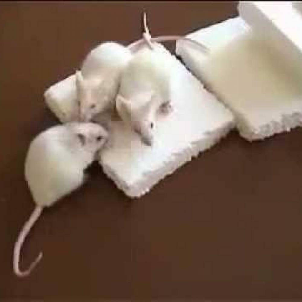 Грызут ли мыши пенопласт и минвату – разбираемся вместе
