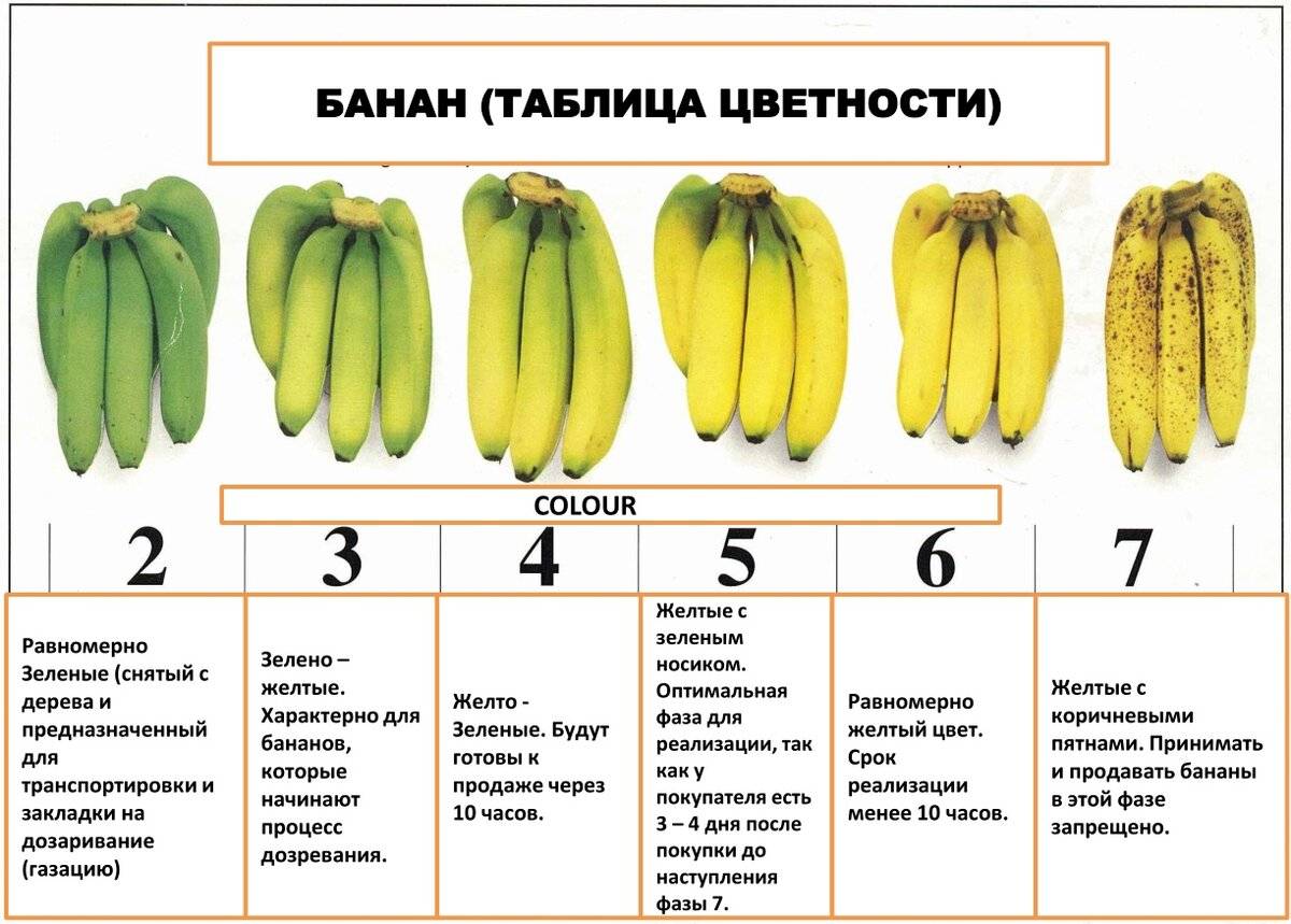 Как правильно хранить бананы, чтобы они не чернели: в холодильнике, в домашних условиях