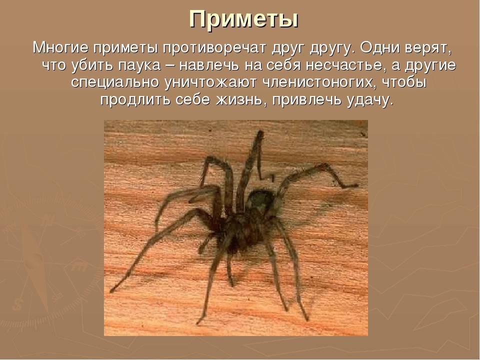 Почему нельзя убивать пауков: суеверия и объективные причины — суеверия