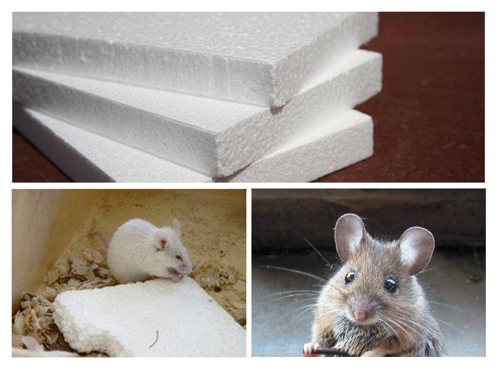 Какой утеплитель не грызут мыши: обзор материалов, методы защиты от грызунов. живут ли мыши в стекловате