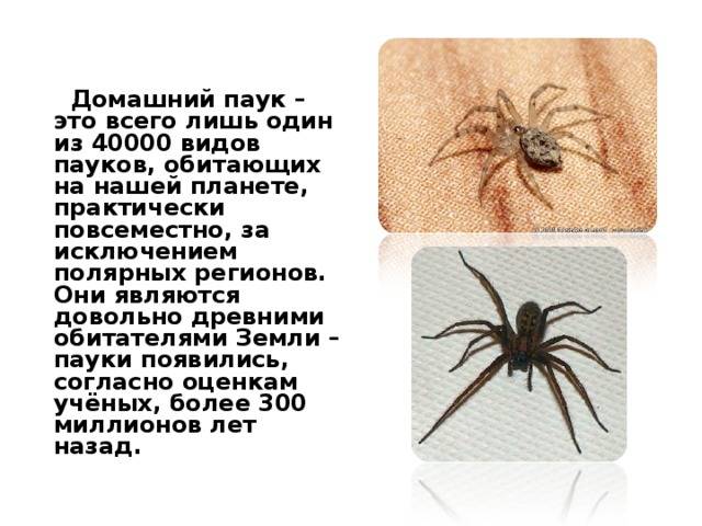 Почему нельзя убивать пауков в квартире или доме, что будет за случайное убийство